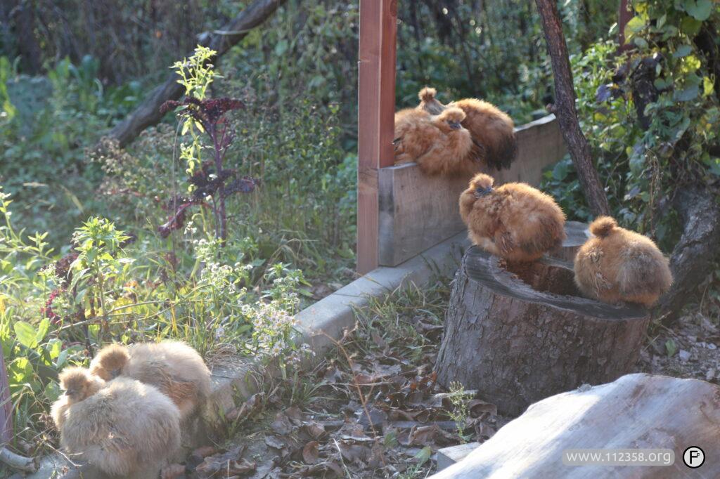 kurki_silki_stolarnia_1