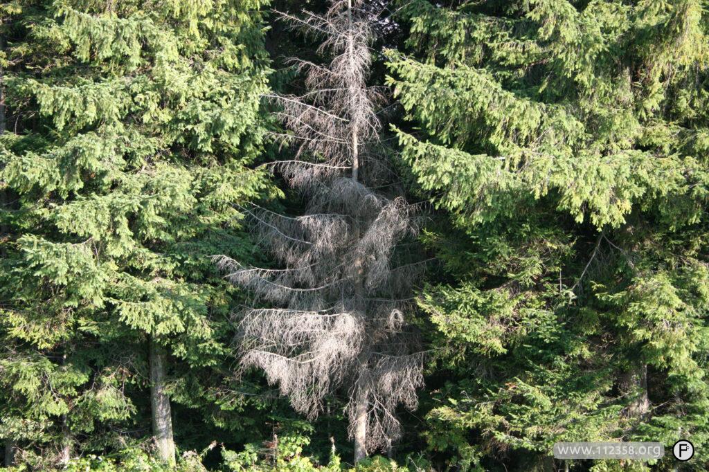 galeria_bieszczadzkie_drzewa_2