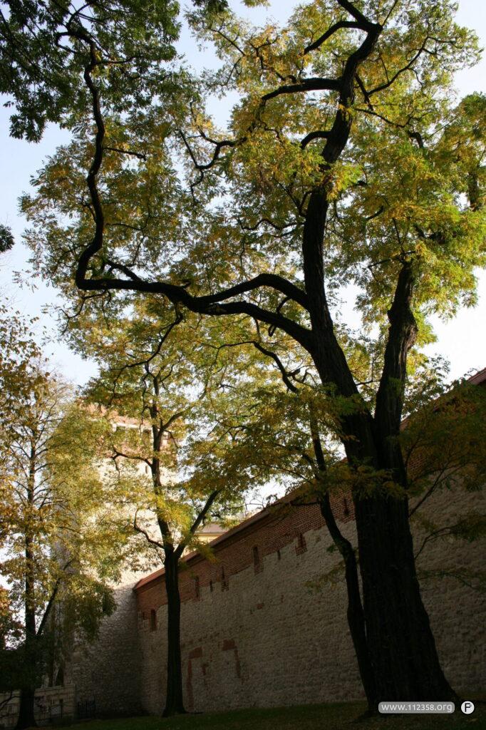 krakow_jesien2006_220_1