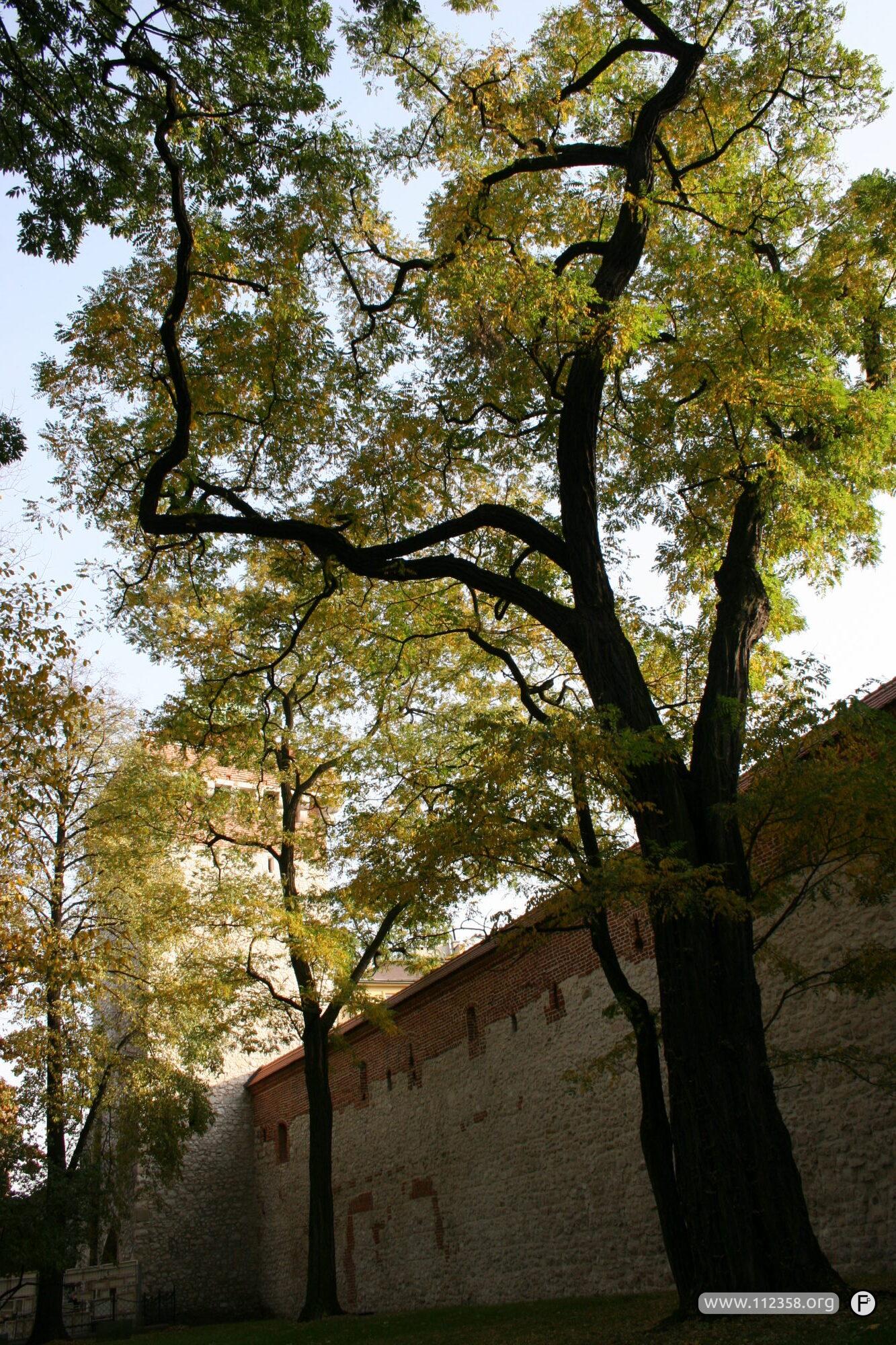 Kraków przez drzewa