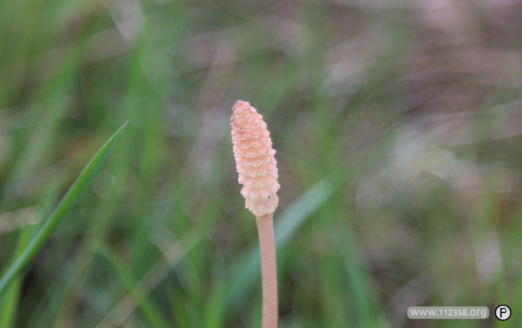 skrzyp_polny_gotowanie_4