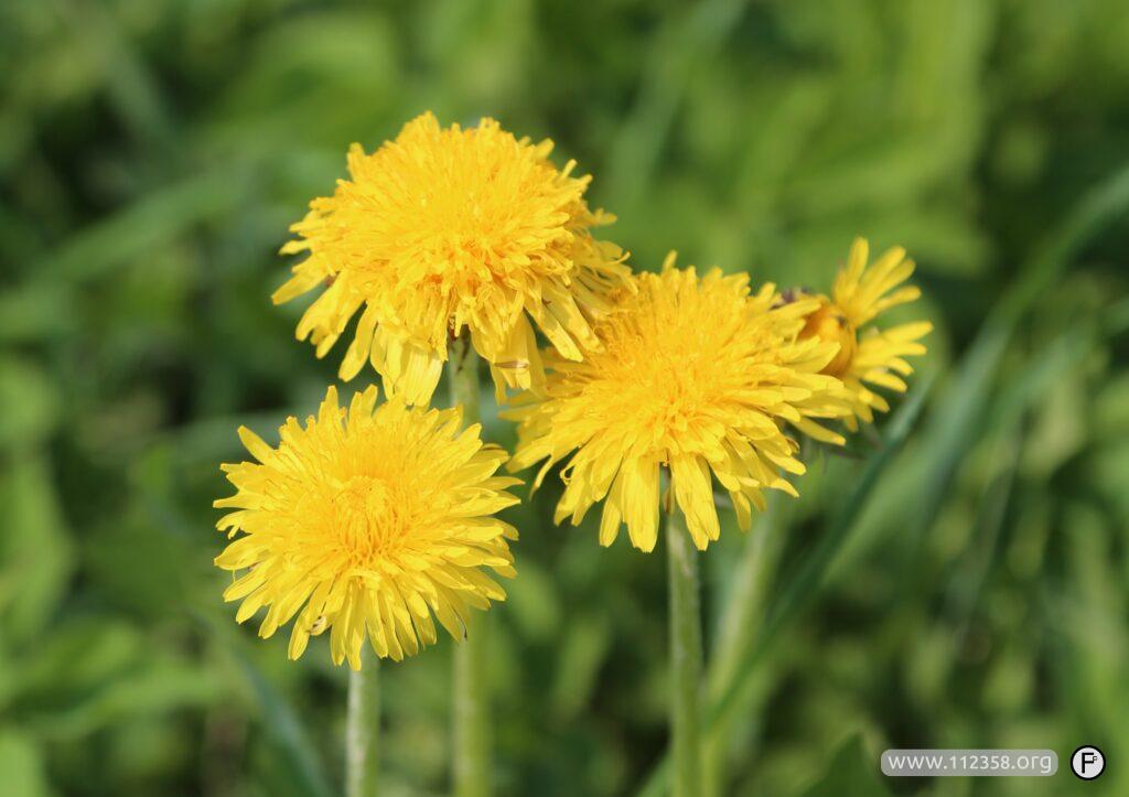 wino_z_kwiatow_mlecza_1_