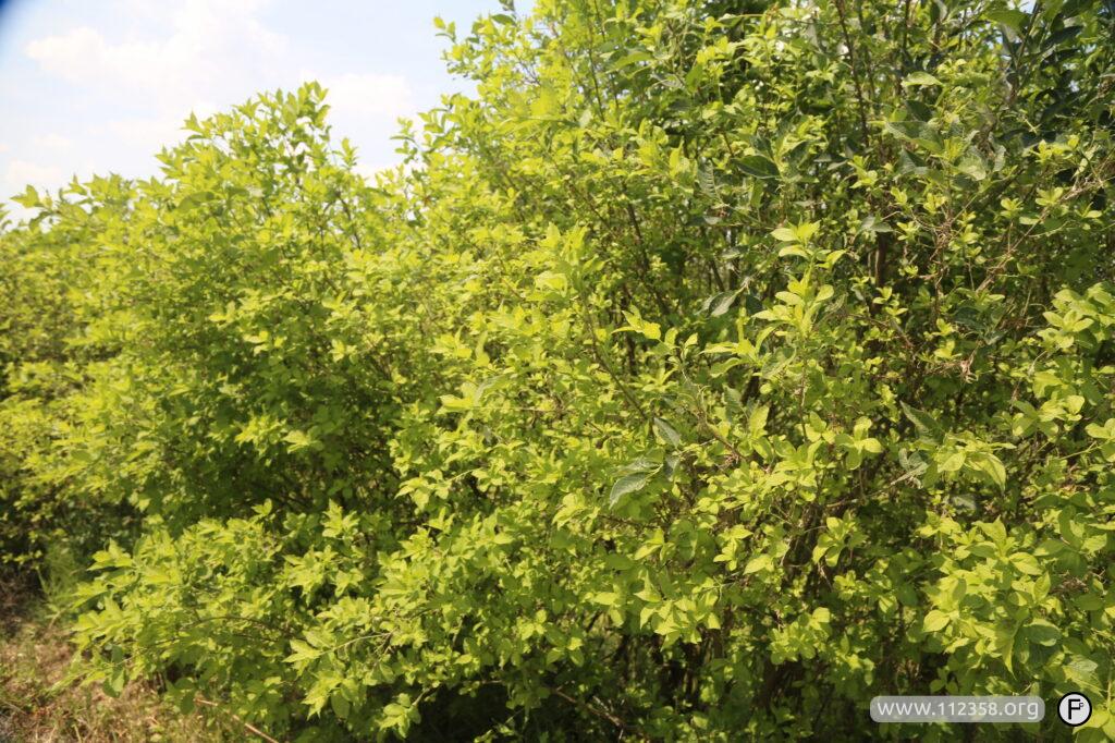 namiotnik_sieci_krzewy_5