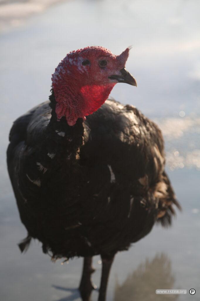 indyk_michal_fotomodel_zima_portret_5