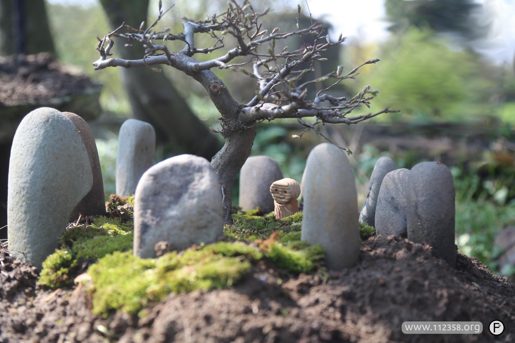Drzewo w kamiennym kręgu. Bonsai