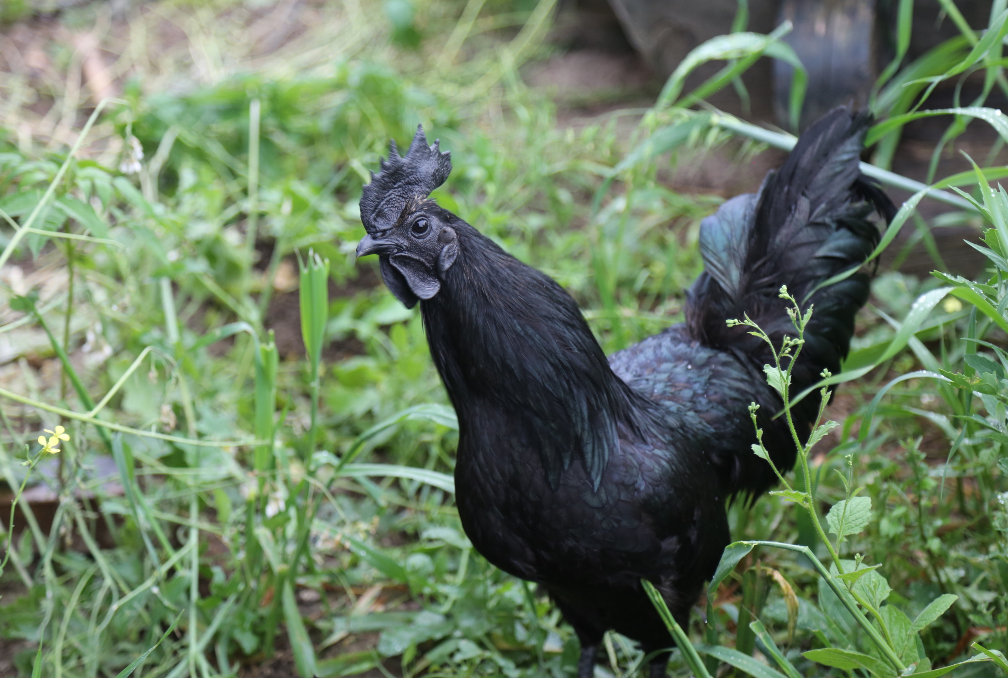 Czarne Kury rasy Ayam Cemani